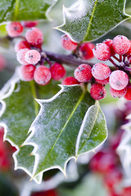 无人,竖图,室外,特写,白天,留白,美景,植物,浆果,叶子,圣诞节,锐利,装饰,光线,景观,冬天,圣诞树,枝,光芒,霜,冬青树,树,红色,自然,景色,寒冷,季节,摄影,生长,灌木,明亮,锋利,尖锐,清新,荆棘,自然风光,柔焦,肌理,常绿树,彩图,传统文化,对焦