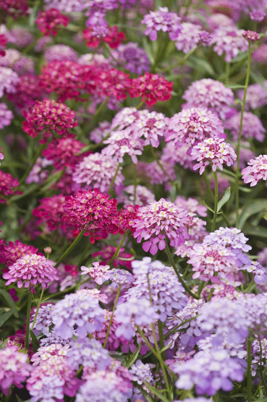 无人,竖图,室外,特写,白天,美景,植物,许多,丰富,景观,很多,花,粉色,自然,花束,夏天,景色,摄影,自然风光,彩图,全画面,全框架,全帧,全画幅