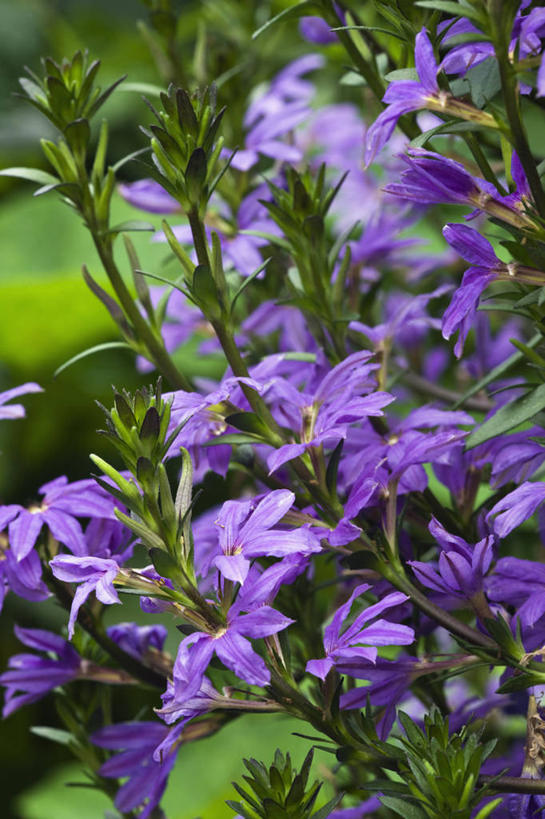 无人,竖图,室外,特写,白天,留白,美景,植物,许多,丰富,景观,很多,床上用品,花,紫色,自然,夏天,景色,摄影,生长,清新,自然风光,彩图