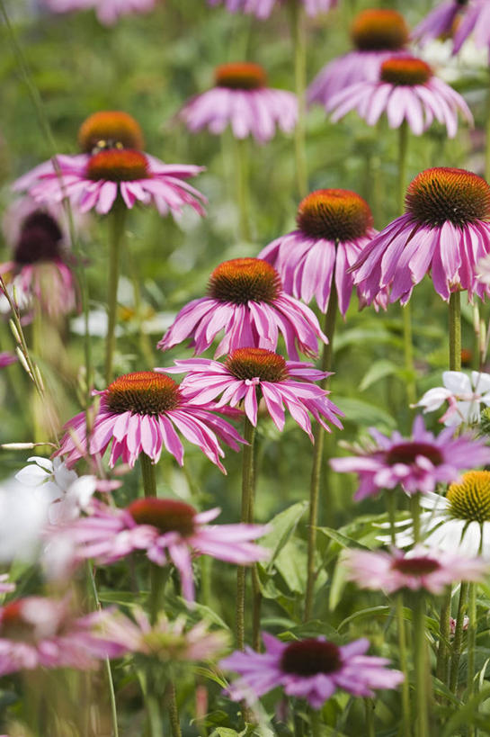 无人,竖图,室外,特写,白天,美景,植物,日光,许多,丰富,景观,很多,花,粉色,自然,夏天,景色,摄影,金花菊,自然风光,紫锥花,恢复,彩图,全画面,全框架,全帧,全画幅,多年生植物