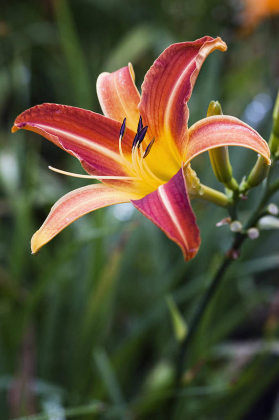 无人,竖图,室外,特写,白天,留白,美景,植物,萱草,景观,花,花瓣,一个,自然,夏天,橙色,景色,摄影,生长,单个,清新,自然风光,式样,彩图,多年生植物