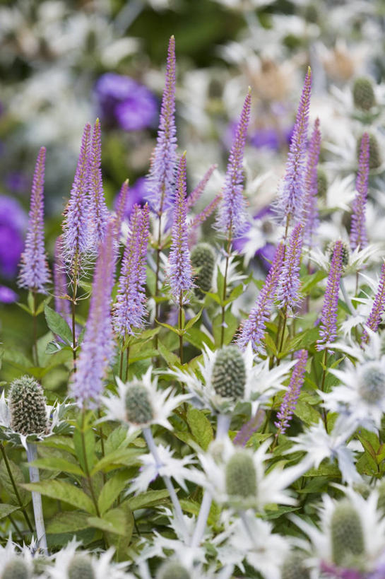 无人,竖图,室外,特写,白天,美景,景观,花,蓝色,紫色,灰色,自然,夏天,蓟,景色,摄影,多样,锋利,尖锐,自然风光,彩图,多年生植物