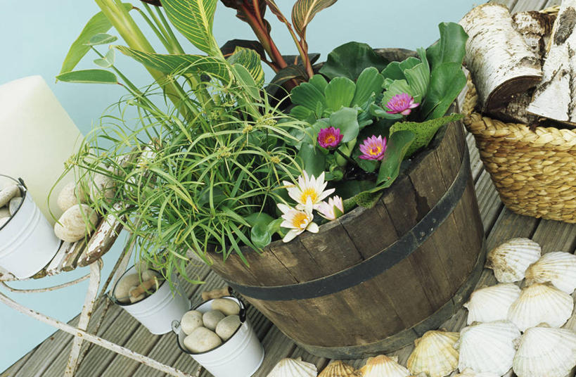 无人,露台,横图,室外,特写,白天,侧面,美景,阳台,睡莲,水螅,酒桶,池塘,景观,院子,海洋生物,无脊椎动物,花,粉色,白色,自然,景色,摄影,自然风光,水生植物,水生动物,浮游动物,水生物,海底动物,循环利用,慈姑,彩图,露天阳台