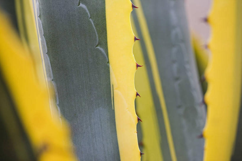 无人,横图,室外,特写,白天,背景,美景,植物,龙舌兰,叶子,景观,自然,景色,摄影,希望,保护,锋利,尖锐,荆棘,自然风光,番麻,彩图,全画面,全框架,全帧,付出,肉质植物,全画幅,龙舌掌