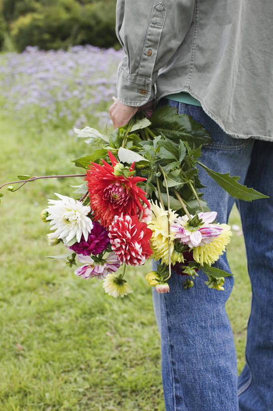 成年人,老年人,手,一个人,竖图,彩色,室外,特写,白天,侧面,感激,农业,农作物,美景,礼物,仅一个男性,仅一个人,仅一个中年男性,朦胧,模糊,新鲜,景观,园艺,大丽花,浪漫,拿着,花,自然,花束,夏天,菊花,景色,人体,摄影,大理花,五颜六色,惊奇,部分,色彩斑斓,天竺牡丹,自然风光,选择,五彩缤纷,大丽菊,吉利,新意,五彩斑斓,富丽,大方,新颖,五光十色,老年男性,男人,男性,中年男性,休闲活动,彩图,背叛,地瓜花,东洋菊