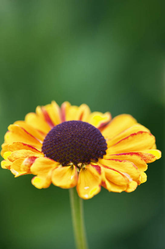 无人,竖图,室外,特写,白天,留白,美景,植物,景观,花,花瓣,一个,自然,夏天,橙色,景色,摄影,生长,单个,清新,自然风光,西洋蓍草,彩图,多年生植物