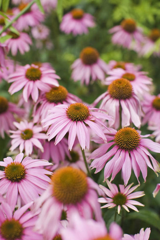 无人,竖图,室外,特写,白天,美景,许多,景观,很多,花,粉色,自然,夏天,景色,摄影,自然风光,紫锥花,彩图,全画面,全框架,全帧,全画幅,多年生植物