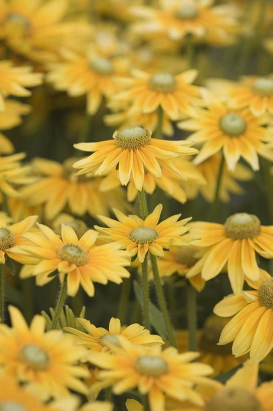 无人,竖图,室外,特写,白天,美景,植物,许多,景观,很多,花,黄色,自然,夏天,景色,摄影,金花菊,自然风光,彩图,全画面,全框架,全帧,全画幅