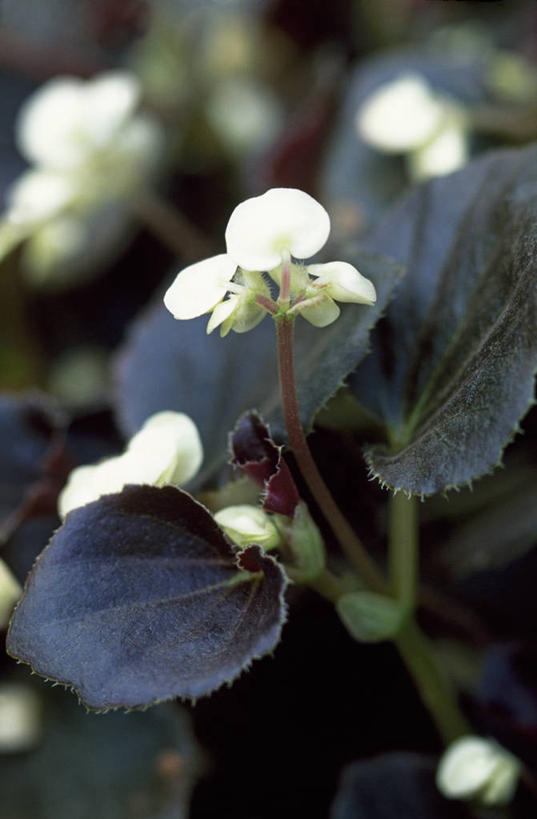 无人,竖图,室外,特写,白天,美景,植物,叶子,景观,花,花瓣,自然,景色,摄影,秋海棠,自然风光,反差,彩图