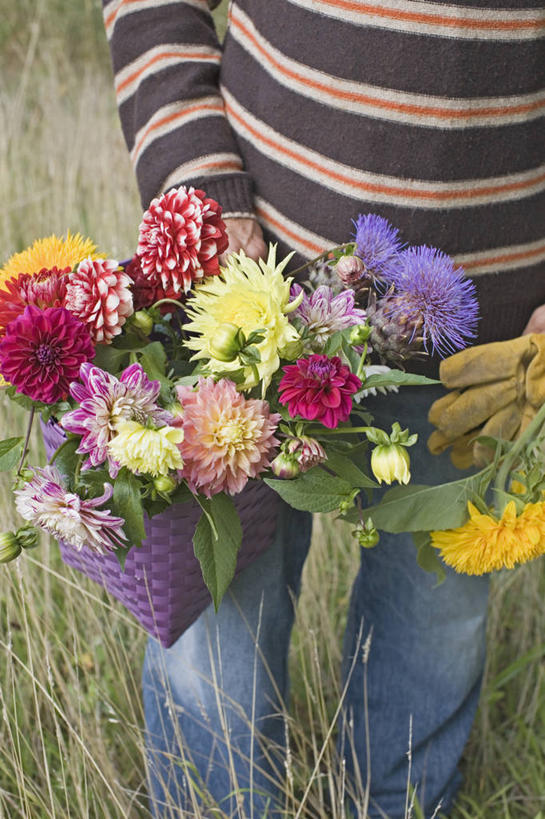 成年人,老年人,一个人,竖图,俯视,彩色,室外,特写,白天,正面,感激,农业,农作物,美景,向日葵,仅一个男性,仅一个人,仅一个中年男性,朦胧,模糊,新鲜,景观,园艺,大丽花,拿着,花,自然,夏天,菊花,景色,摄影,大理花,五颜六色,部分,色彩斑斓,天竺牡丹,自然风光,选择,五彩缤纷,大丽菊,吉利,新意,五彩斑斓,富丽,大方,新颖,五光十色,老年男性,男人,男性,中年男性,休闲活动,彩图,高角度拍摄,背叛,地瓜花,东洋菊