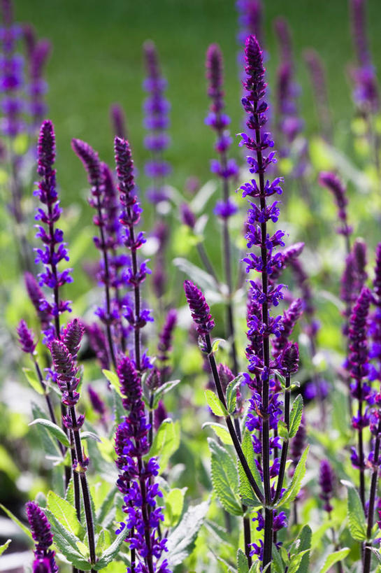 无人,竖图,室外,特写,白天,留白,美景,植物,许多,景观,尖顶,很多,花,紫色,自然,夏天,景色,摄影,生长,明亮,鼠尾草,清新,自然风光,彩图