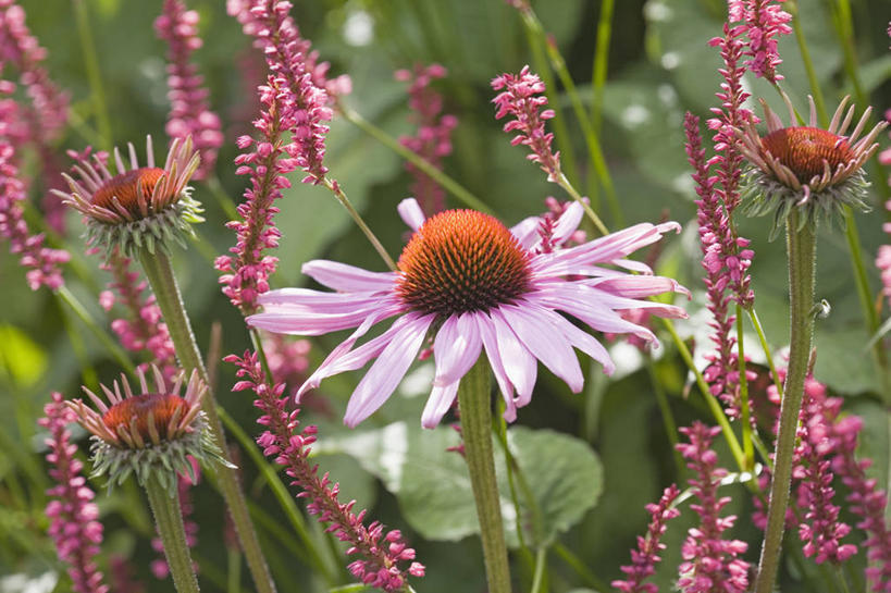 无人,横图,室外,特写,白天,美景,植物,景观,花,一个,粉色,绿色,自然,夏天,景色,摄影,金花菊,生长,多样,单个,成长,自然风光,紫锥花,彩图,全画面,全框架,全帧,蓼,全画幅,多年生植物