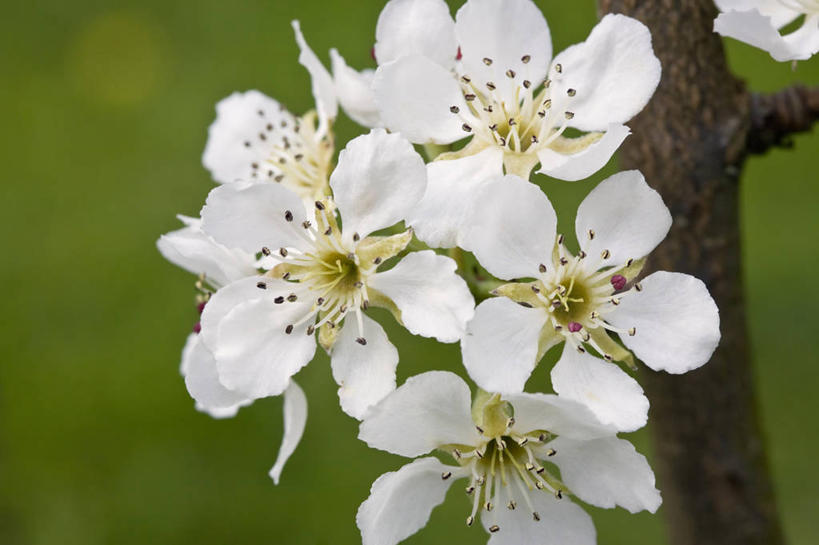 无人,横图,室外,特写,白天,留白,美景,植物,梨,景观,果树,枝,花,花瓣,花朵,树,白色,自然,春天,景色,摄影,生长,清新,自然风光,柔焦,苍白,落叶树,梨树,彩图