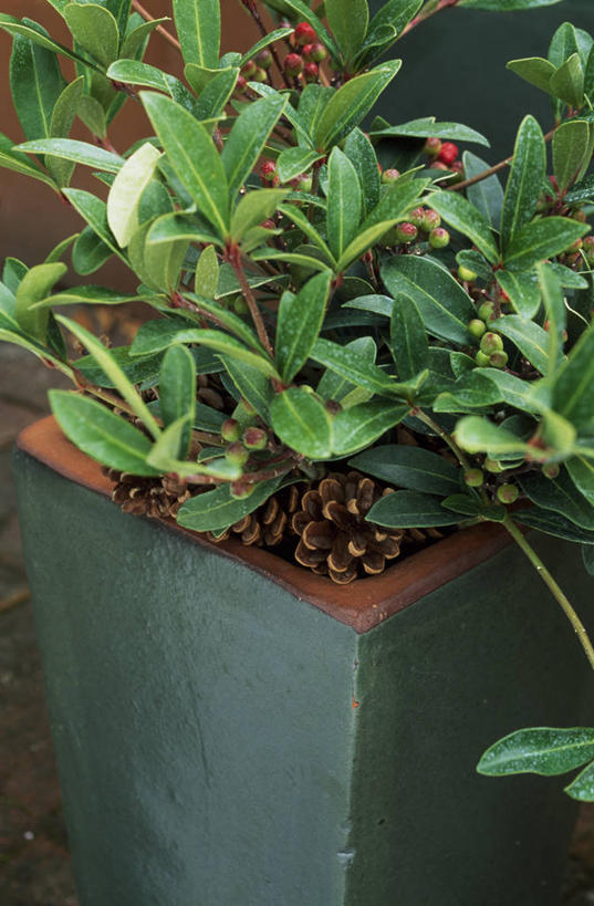 无人,竖图,室外,白天,美景,叶子,花盆,景观,冬天,松果,现代,自然,容器,景色,摄影,灌木,自然风光,常绿树,彩图