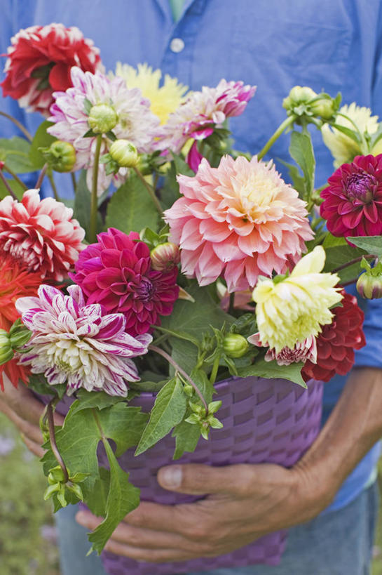 成年人,老年人,手,一个人,竖图,彩色,室外,特写,白天,正面,感激,农业,农作物,美景,礼物,仅一个男性,仅一个人,仅一个中年男性,朦胧,模糊,新鲜,景观,园艺,大丽花,浪漫,拿着,花,自然,夏天,菊花,景色,人体,摄影,大理花,五颜六色,惊奇,部分,色彩斑斓,天竺牡丹,自然风光,选择,五彩缤纷,大丽菊,吉利,新意,五彩斑斓,富丽,大方,新颖,五光十色,老年男性,男人,男性,中年男性,休闲活动,彩图,背叛,地瓜花,东洋菊