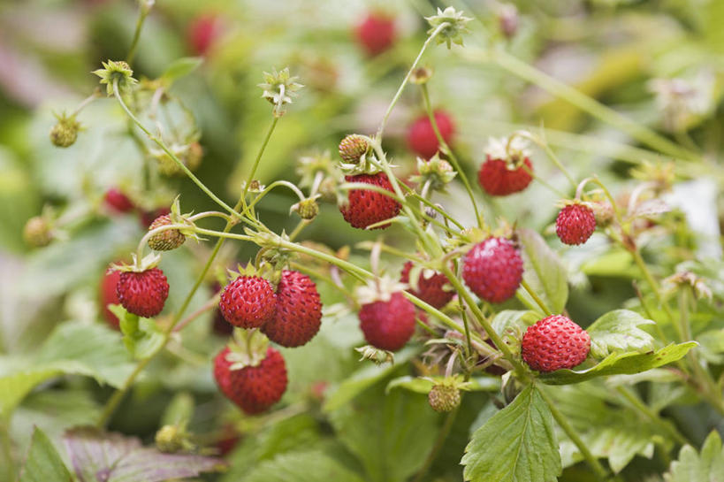 无人,横图,室外,特写,白天,美景,草莓,浆果,水果,叶子,景观,饮食,红色,自然,夏天,景色,摄影,自然风光,野草莓,彩图