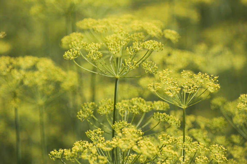 无人,横图,室外,特写,白天,美景,植物,景观,食品,饮品,饮食,花,食物,饮料,黄色,自然,夏天,景色,摄影,草本,可口,自然风光,柔焦,莳萝,适口,彩图