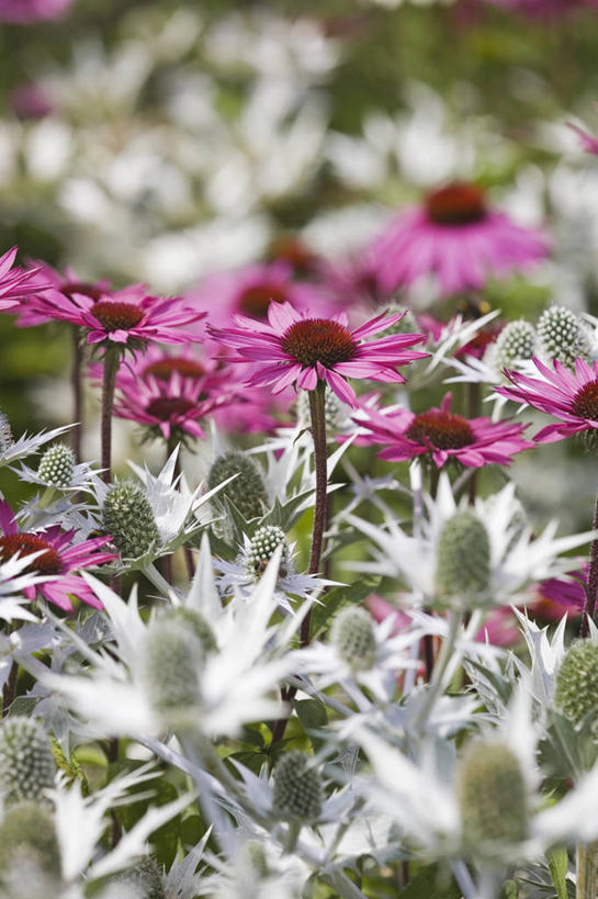 无人,竖图,室外,特写,白天,背景,美景,植物,丰富,景观,花,粉色,灰色,自然,夏天,景色,摄影,金花菊,自然风光,紫锥花,彩图,全画面,全框架,全帧,全画幅,多年生植物