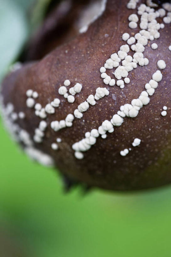 无人,竖图,室外,特写,白天,留白,美景,梨,水果,昆虫,景观,褐色,破坏,破损,树,一个,白色,自然,景色,摄影,单个,损坏,腐烂,真菌,自然风光,害虫,邪恶,畸形,梨树,彩图