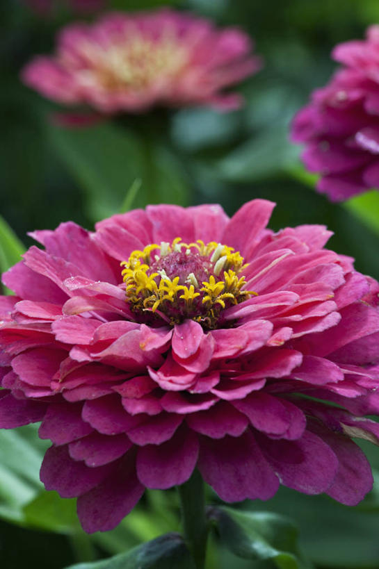 无人,竖图,室外,特写,白天,美景,植物,景观,鱼尾菊,花,一个,粉色,自然,夏天,景色,摄影,生长,单个,清新,自然风光,彩图