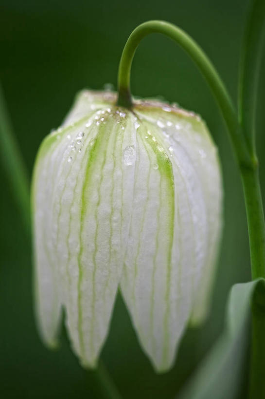 无人,竖图,室外,特写,白天,留白,美景,水,雨,植物,蔬菜,湿,新鲜,盛开,景观,水滴,食品,花蕾,花,花瓣,花朵,鲜花,食物,一朵,一个,白色,自然,春天,花苞,花蕊,景色,摄影,有机食品,绿色食品,生长,单个,脆弱,清新,自然风光,柔焦,豹纹蝶,贝母,彩图