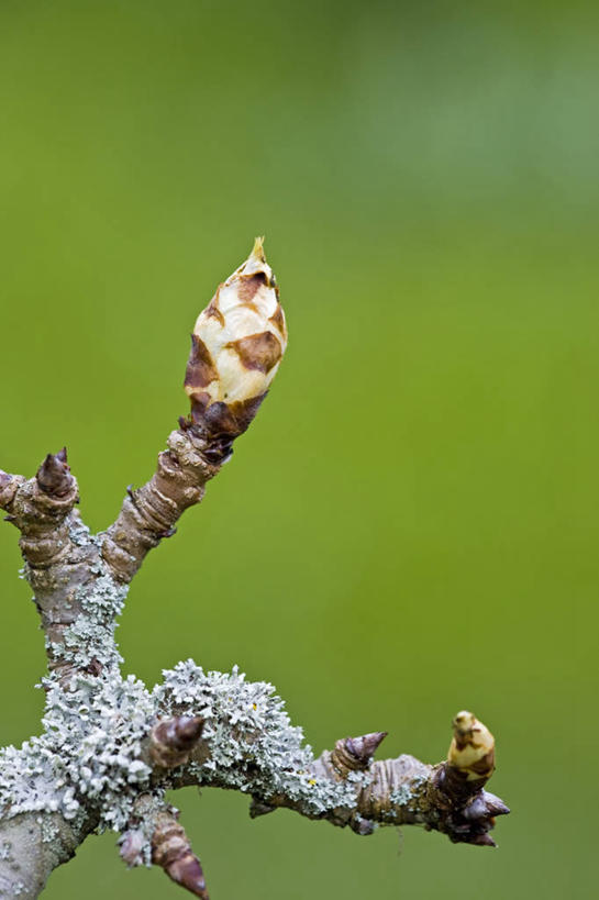 无人,竖图,室外,特写,白天,留白,美景,植物,梨,水果,景观,果树,枝,花蕾,地衣,树,自然,春天,景色,摄影,生长,创造力,自然风光,落叶树,梨树,彩图