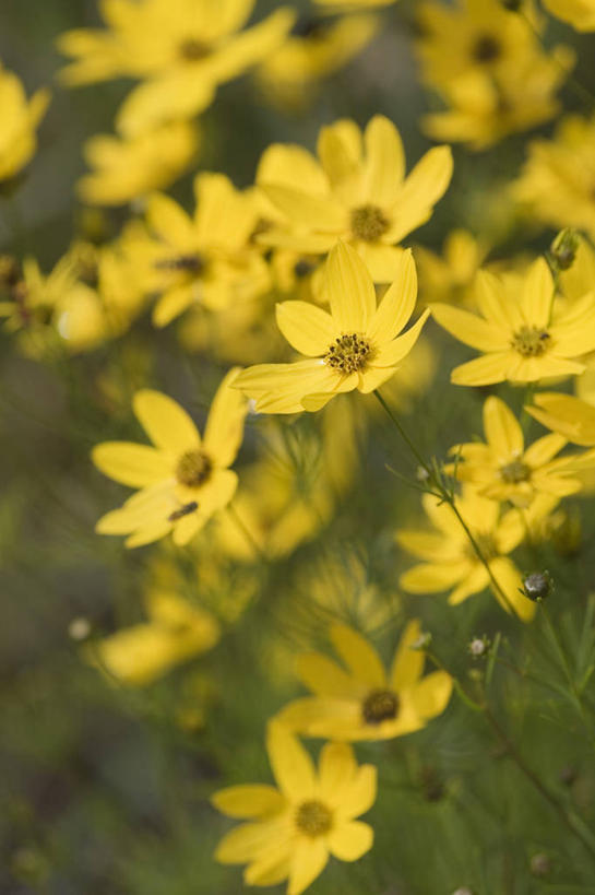 无人,竖图,室外,特写,白天,美景,植物,丰富,景观,花,黄色,自然,夏天,星形,景色,摄影,自然风光,金鸡菊,彩图