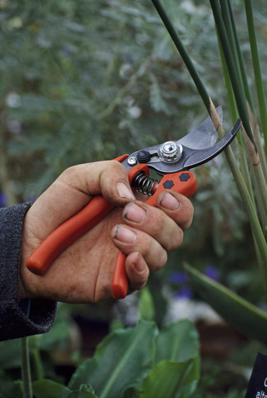 成年人,手,一个人,竖图,室外,特写,白天,侧面,美景,植物,仅一个男性,一排,修剪,种植,朦胧,模糊,整齐,景观,园艺,冬天,拿着,设备,物品,排列,自然,职业,景色,人体,摄影,部分,队列,自然风光,左撇子,男人,休闲活动,彩图,塑造,家务劳动