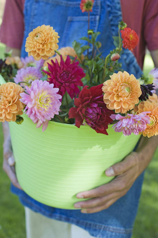 成年人,手,一个人,竖图,室外,特写,白天,正面,感激,农业,农作物,美景,仅一个男性,朦胧,模糊,新鲜,篮子,景观,园艺,大丽花,拿着,自然,花束,夏天,职业,菊花,景色,人体,摄影,大理花,部分,天竺牡丹,自然风光,选择,大丽菊,吉利,新意,富丽,大方,新颖,男人,休闲活动,彩图,背叛,地瓜花,东洋菊