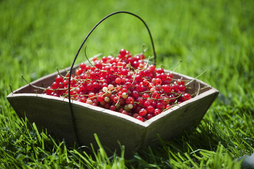 无人,横图,室外,特写,白天,留白,农业,农作物,美景,浆果,水果,光线,景观,食品,光芒,饮品,饮食,食物,饮料,一个,红色,自然,夏天,景色,摄影,生长,单个,可口,清新,自然风光,红醋栗,收集,适口,彩图