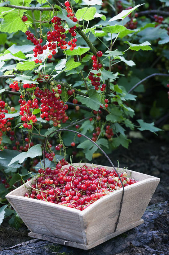 无人,竖图,室外,特写,白天,留白,农业,农作物,美景,浆果,水果,光线,景观,食品,光芒,饮品,饮食,食物,饮料,一个,红色,自然,夏天,景色,摄影,生长,单个,可口,清新,自然风光,红醋栗,收集,适口,彩图