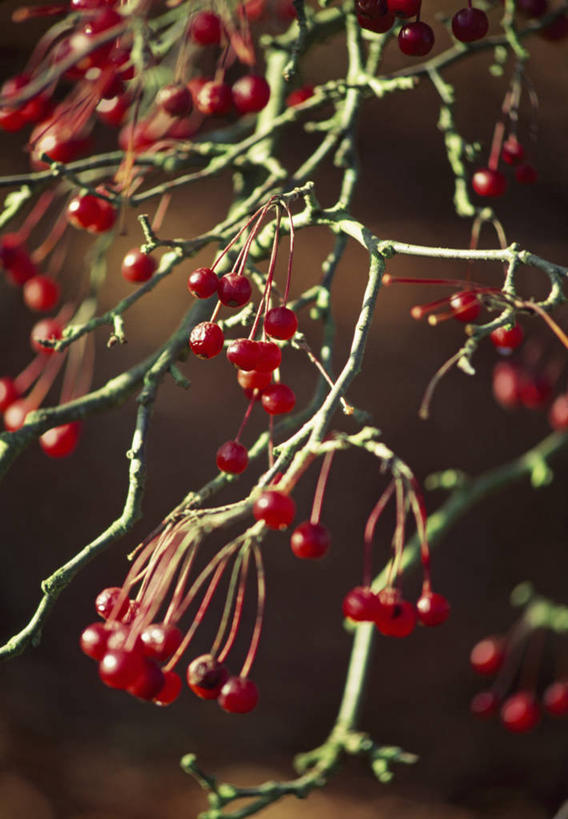 无人,竖图,彩色,室外,特写,白天,美景,浆果,日光,景观,红色,自然,景色,摄影,五颜六色,色彩斑斓,自然风光,五彩缤纷,落叶树,五彩斑斓,五光十色,秋天,彩图