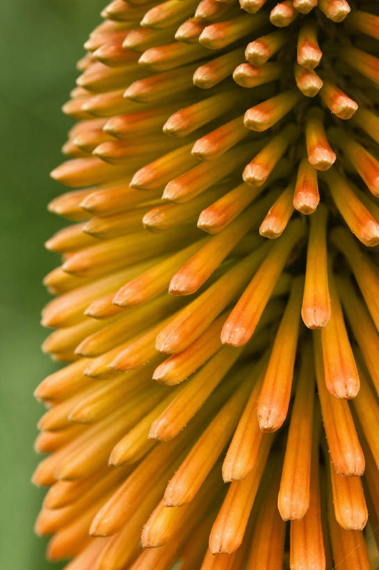 无人,竖图,彩色,室外,特写,白天,热情,美景,植物,建筑,景观,尖顶,花,一个,自然,夏天,景色,摄影,生长,单个,五颜六色,色彩斑斓,锋利,尖锐,清新,自然风光,圆柱体,五彩缤纷,思念,五彩斑斓,火把莲,火炬百合,火炬花,五光十色,彩图,剑叶兰,多年生植物