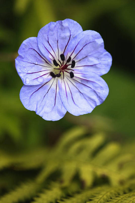 无人,竖图,室外,特写,白天,留白,热情,美景,植物,景观,花,一个,阳光,自然,夏天,太阳花,景色,摄影,生长,单个,天竺葵,清新,自然风光,牻牛儿苗,彩图