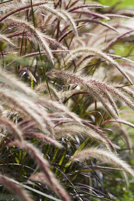 无人,竖图,室外,特写,白天,美景,植物,盛开,景观,褐色,花蕾,草,花,花瓣,花朵,鲜花,一朵,一个,自然,夏天,花苞,花蕊,景色,摄影,生长,单个,成长,脆弱,自然风光,观赏草,柔和,变性植物,天南星,复叶,彩图,全画面,全框架,全帧,全画幅,喷泉椒草