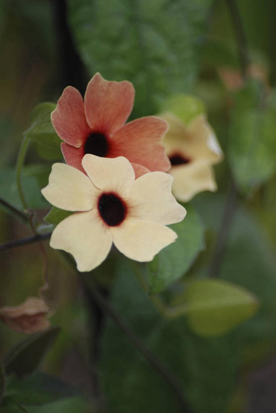 无人,攀登,竖图,室外,特写,白天,美景,植物,景观,草药,药草,中药,花,一个,自然,夏天,藤蔓,景色,摄影,单个,环境,清新,自然风光,药材,中草药,户外活动,藤蔓植物,中药材,本草,爵床,彩图