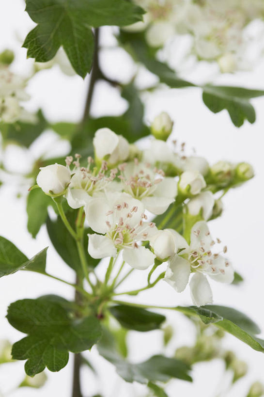 无人,竖图,室内,特写,留白,美景,植物,叶子,景观,野花,花,花瓣,花朵,白色,自然,春天,山楂树,景色,摄影,灌木,环境,清新,自然风光,苍白,落叶树,设计,彩图,全画面,全框架,全帧,影棚拍摄,全画幅