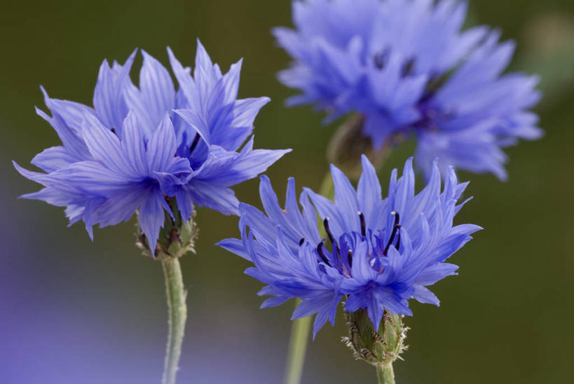 无人,横图,室外,特写,白天,留白,美景,植物,景观,野花,花,三个,蓝色,自然,夏天,景色,摄影,生长,环境,清新,自然风光,矢车菊,彩图