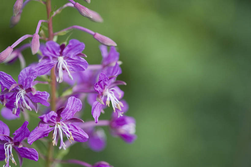 无人,横图,室外,特写,白天,留白,美景,植物,景观,杂草,花,花瓣,紫色,自然,夏天,景色,摄影,生长,环境,明亮,清新,自然风光,柔焦,彩图
