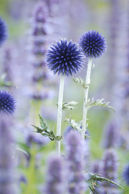 无人,竖图,室外,特写,白天,美景,植物,景观,花,两个,紫色,自然,夏天,球体,蓟,景色,摄影,环境,锋利,尖锐,清新,荆棘,自然风光,三维图形,蓝刺头,彩图,多年生植物