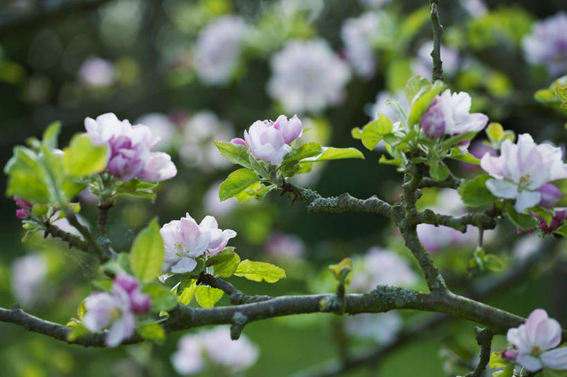 无人,果园,横图,室外,特写,白天,美景,植物,水果,景观,食品,花,花朵,树,自然,春天,景色,摄影,生长,环境,清新,自然风光,苹果花,苹果树,落叶树,牛津郡,彩图