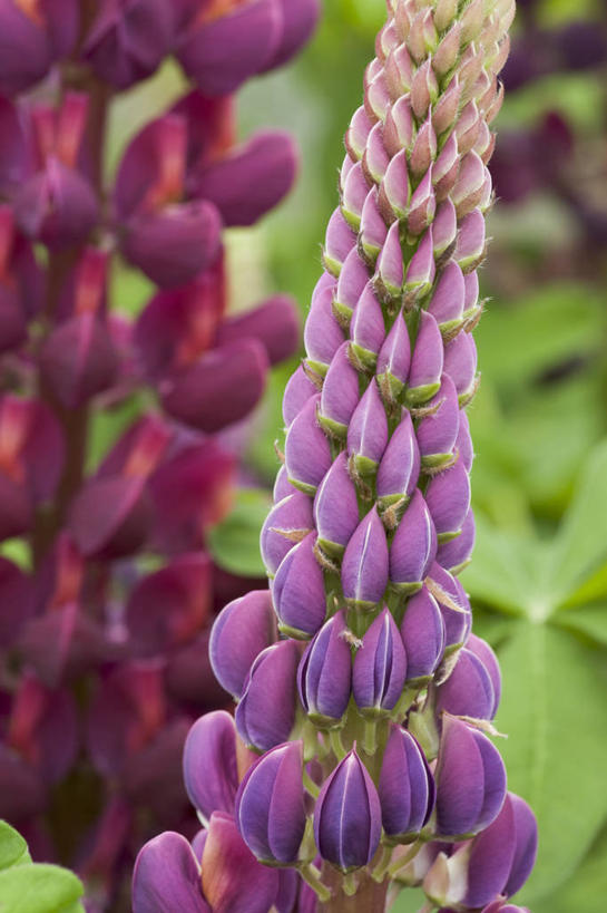 无人,竖图,室外,特写,白天,美景,植物,景观,尖顶,花,两个,粉色,自然,花束,夏天,景色,摄影,生长,环境,锋利,豌豆花,尖锐,清新,自然风光,白羽扇豆,彩图