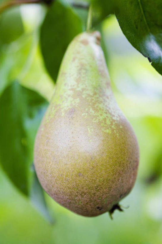 无人,竖图,室外,特写,白天,农作物,美景,植物,梨,水果,叶子,会议,景观,食品,饮品,饮食,树,食物,饮料,一个,自然,景色,诱惑,摄影,生长,收获,单个,环境,可口,清新,自然风光,适口,梨树,秋天,彩图