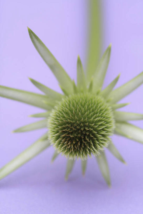 无人,竖图,室内,特写,白天,农业,农作物,美景,植物,紫色背景,商品,景观,花,排列,一个,紫色,自然,纪念品,夏天,景色,摄影,单个,环境,锋利,尖锐,草本,清新,提示,荆棘,自然风光,选择,起绒草,休闲活动,彩图,影棚拍摄