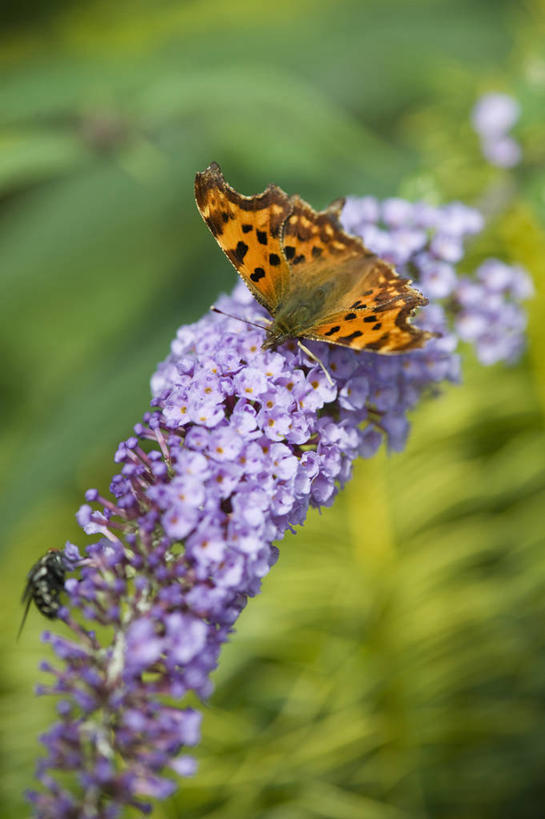 无人,竖图,室外,特写,白天,美景,植物,野生动物,蝴蝶,翅膀,昆虫,景观,花,紫色,自然,动物,夏天,两只,休息,橙色,景色,摄影,灌木,环境,清新,自然风光,节肢动物,授粉,醉鱼草,喂养,式样,彩图,共生关系