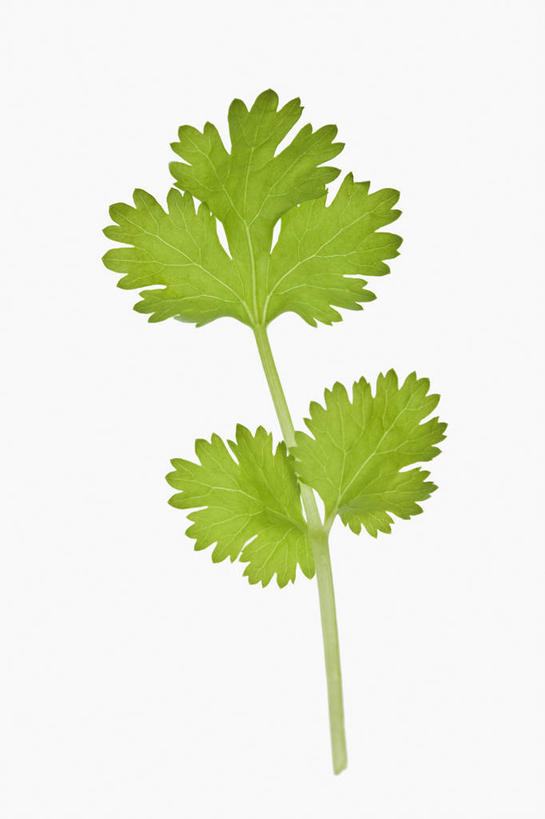无人,竖图,彩色,室内,特写,留白,美景,植物,叶子,景观,食品,枝,饮食,绿色,自然,芫荽叶,景色,摄影,影棚,五颜六色,环境,明亮,色彩斑斓,草本,清新,自然风光,摄影棚,五彩缤纷,五彩斑斓,嫩枝,五光十色,设计,彩图,影棚拍摄,拍摄