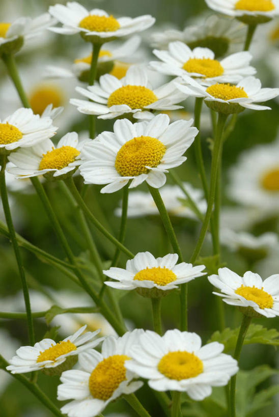 无人,竖图,彩色,室外,特写,白天,美景,植物,景观,草药,花,自然,夏天,菊花,景色,摄影,生长,五颜六色,环境,色彩斑斓,艾菊,菊科植物,草本,清新,自然风光,五彩缤纷,五彩斑斓,五光十色,彩图