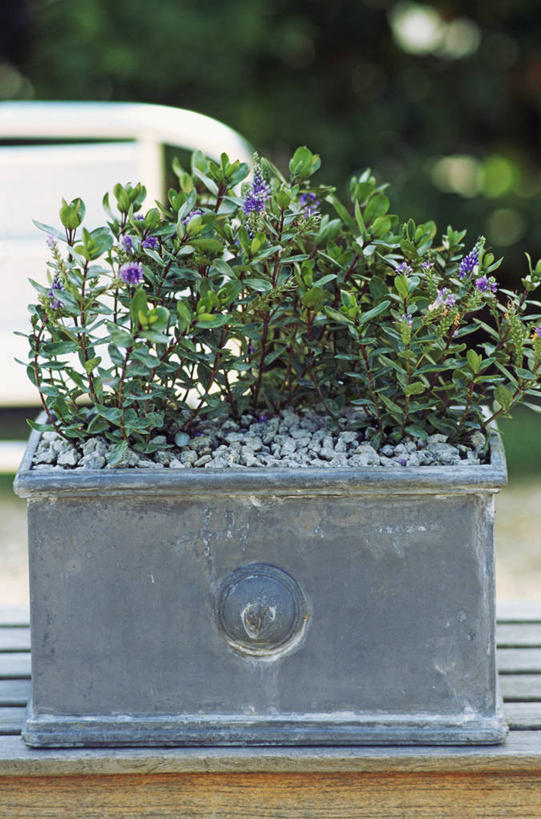 无人,竖图,室外,特写,白天,美景,植物,花盆,正装,景观,衣服,灰色,自然,容器,夏天,景色,摄影,灌木,环境,自然风光,常绿树,彩图,传统文化,赫柏