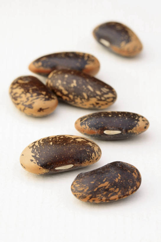 无人,竖图,室内,特写,白天,白色背景,美景,植物,豆,蔬菜,斑点,景观,园艺,食品,褐色,种子,豆角,饮食,白色,自然,景色,摄影,环境,自然风光,红花菜豆,式样,开端,休闲活动,彩图,影棚拍摄