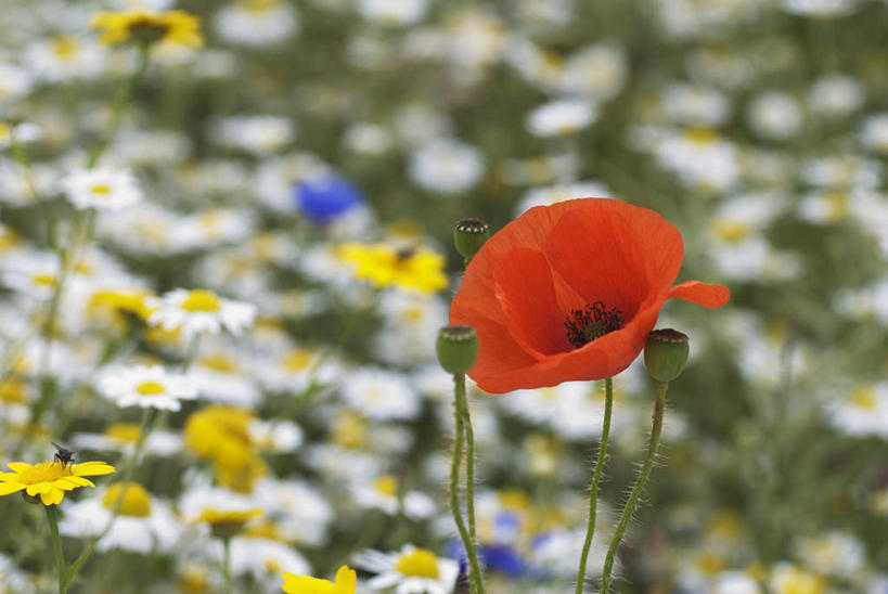 无人,横图,彩色,室外,特写,白天,草地,美景,植物,景观,田地,毛茛,万寿菊,野花,草药,药草,中药,花,一个,红色,蓝色,白色,自然,夏天,景色,个性,摄影,生长,多样,单个,五颜六色,环境,色彩斑斓,清新,自然风光,矢车菊,药材,中草药,五彩缤纷,反差,中药材,本草,五彩斑斓,老虎脚爪草,鱼疔草,甘菊花,五光十色,彩图,田春黄菊